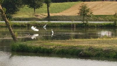 Actual birds (probably egrets), one looking like an origami tsuru (traditional crane)