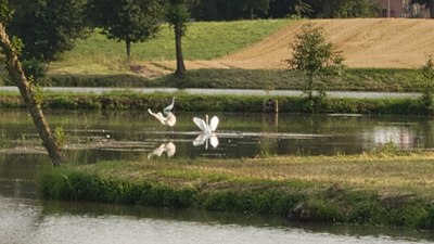 Actual birds (probably egrets), one looking like an origami tsuru (traditional crane)