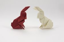 Red and White Hare