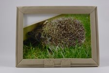Picture Frame with Hedgehogs