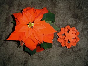 Side-by-side with an actual Poinsettia flower